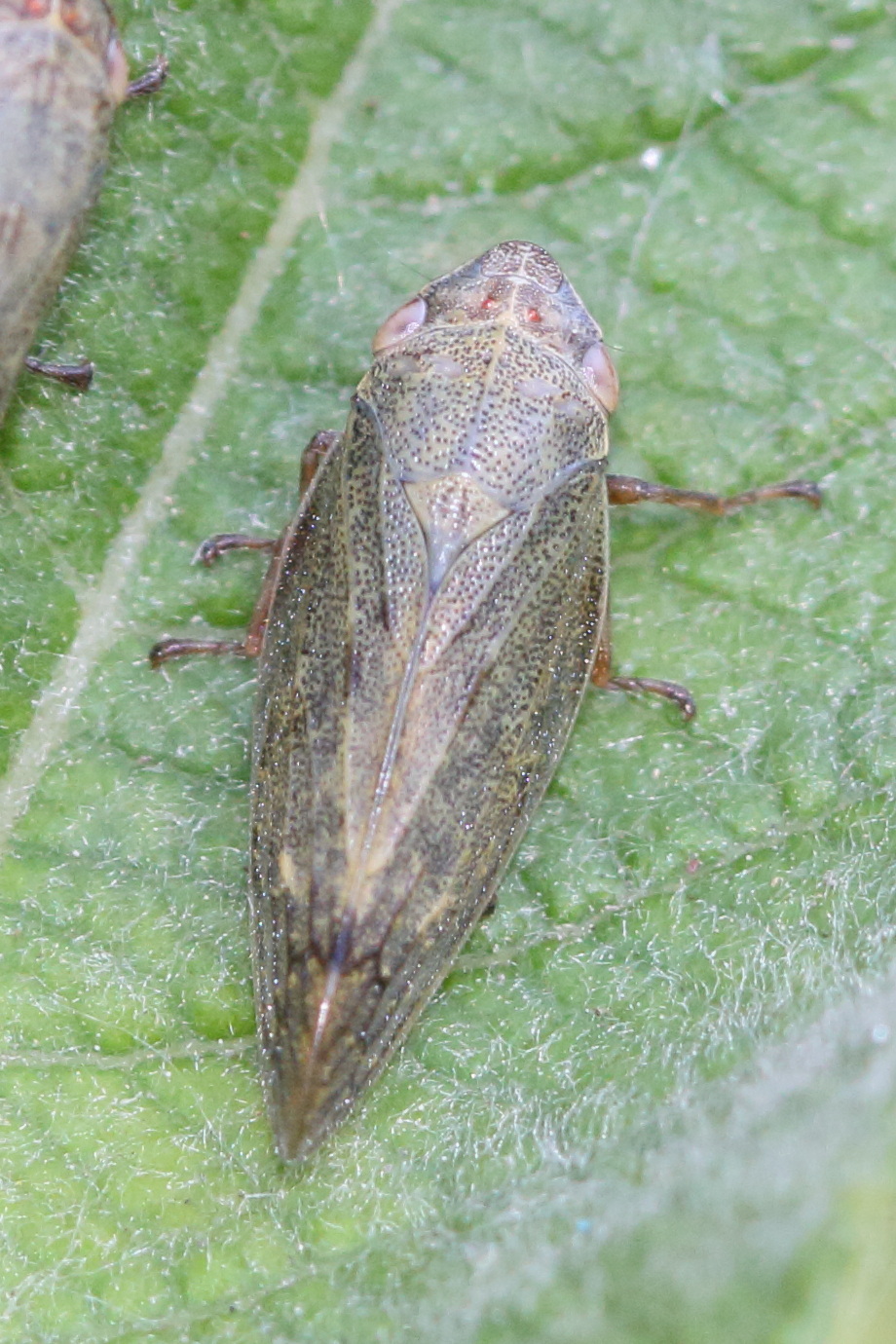 aphrophora_salicina1md