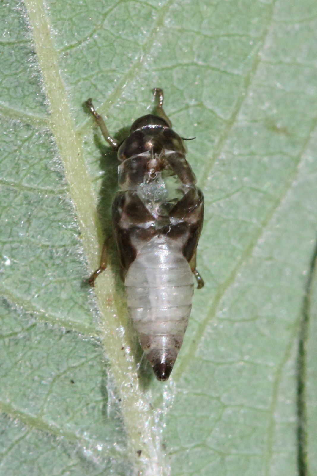 aphrophora_salicina_juv1md