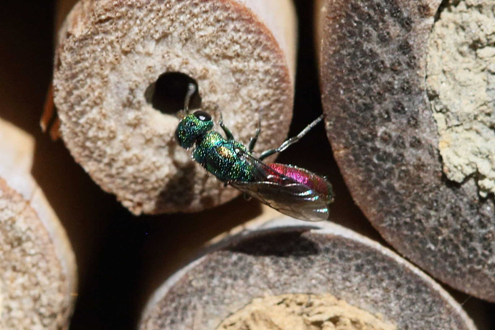 Afficher le média chrysis_ignita1md chrysis_ignita1md