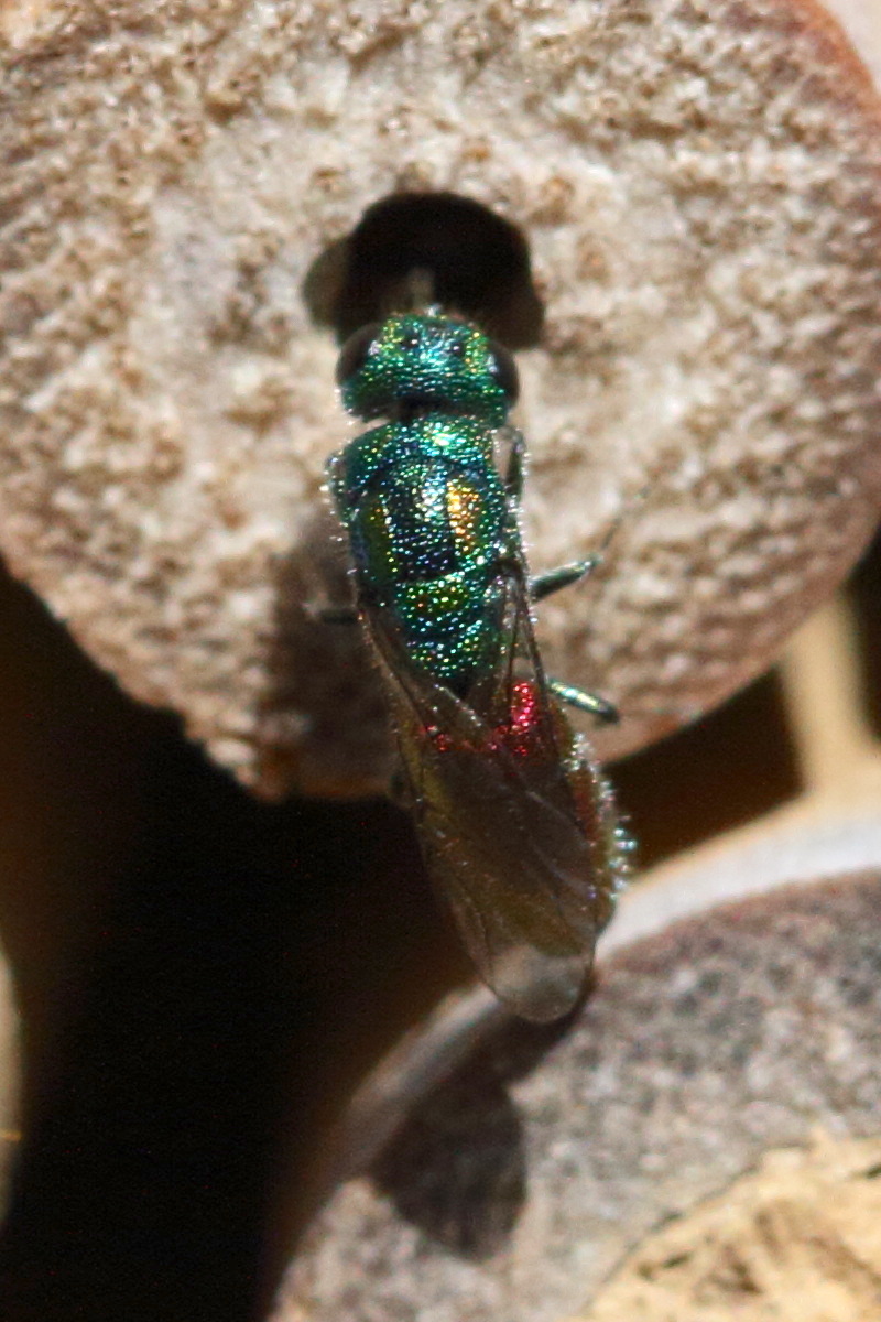 Afficher le média chrysis_ignita2md chrysis_ignita2md