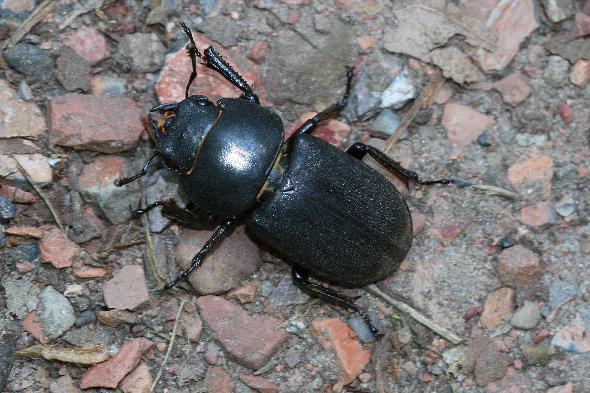dorcus_parallelepipedus5md