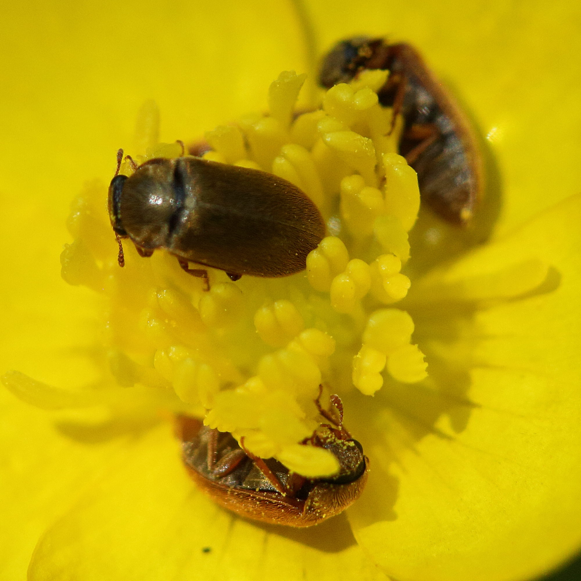 byturus_ochraceus1md