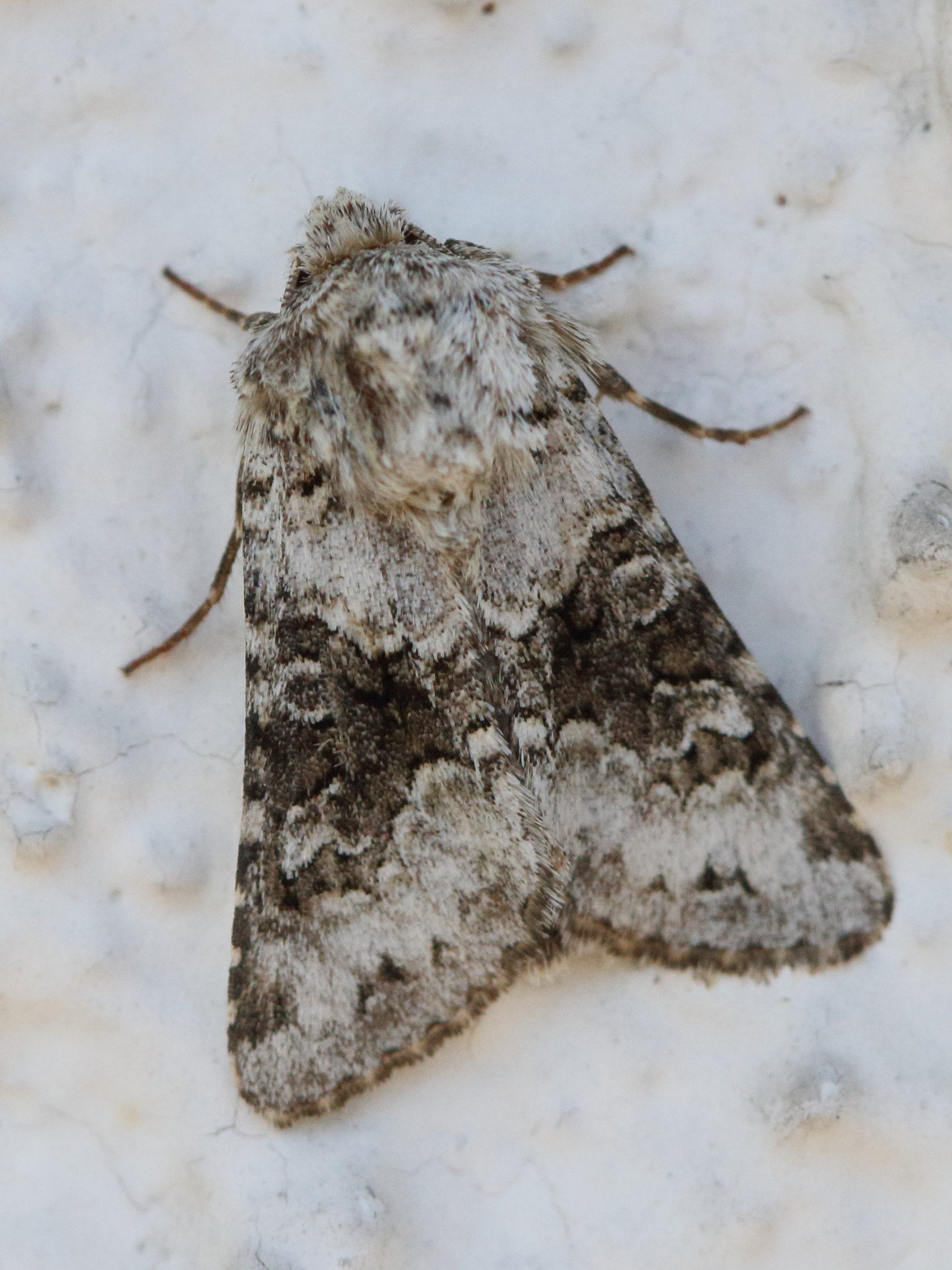 hecatera_bicolorata2md