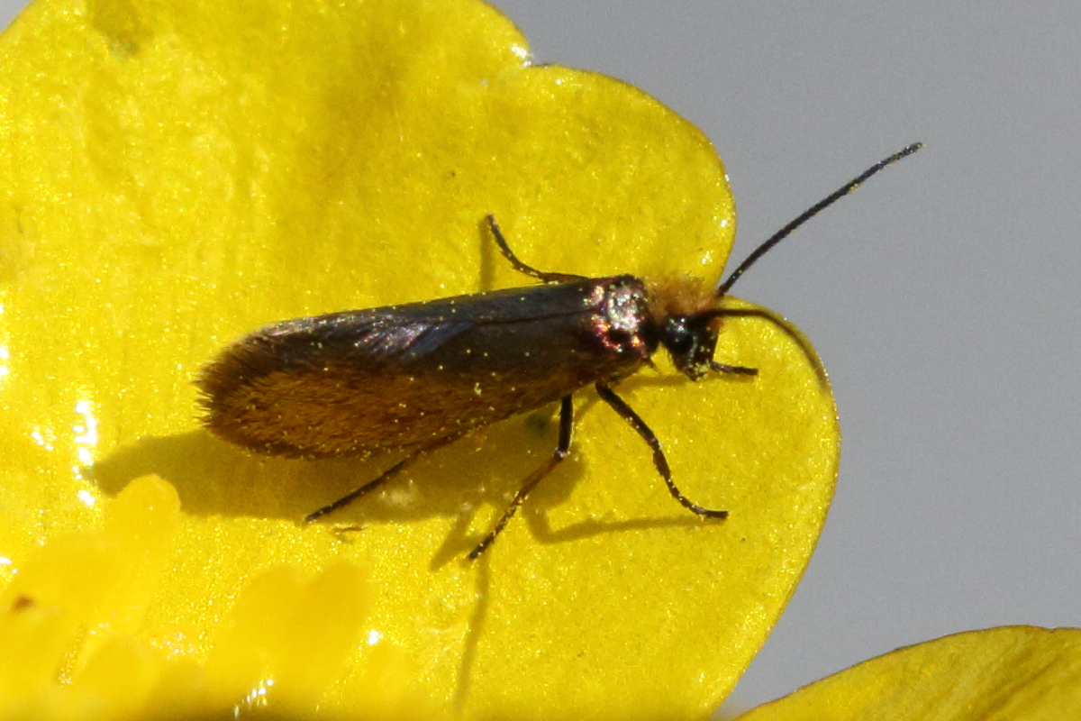 micropterix_calthella4md