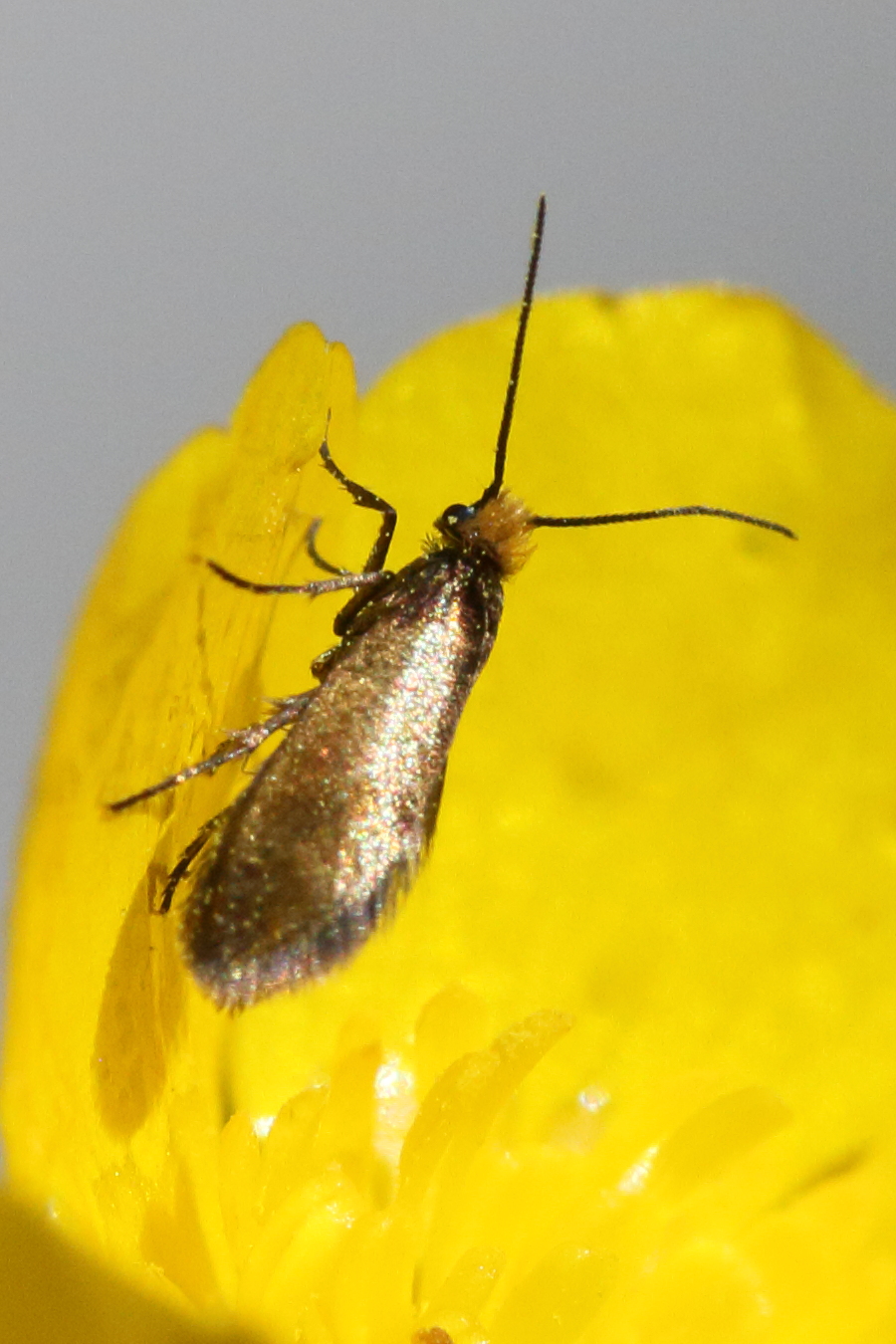 micropterix_calthella5md
