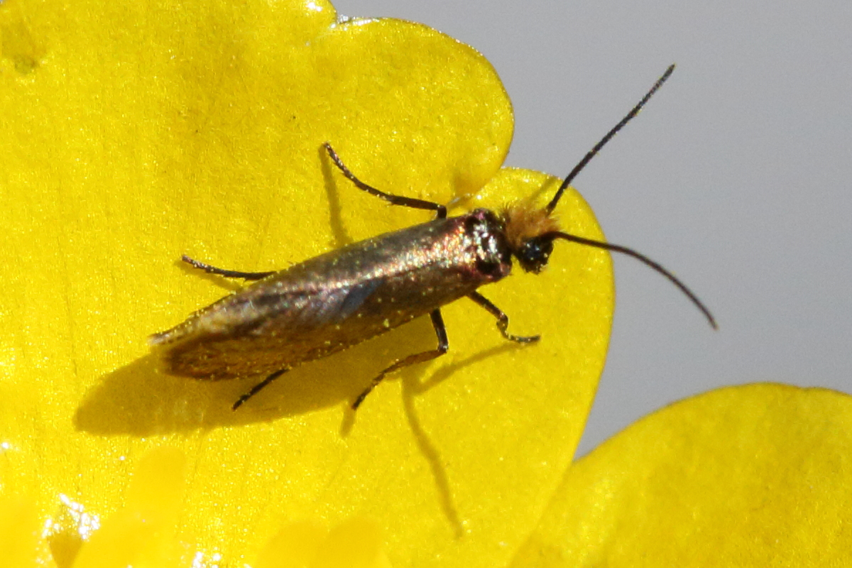 micropterix_calthella6md