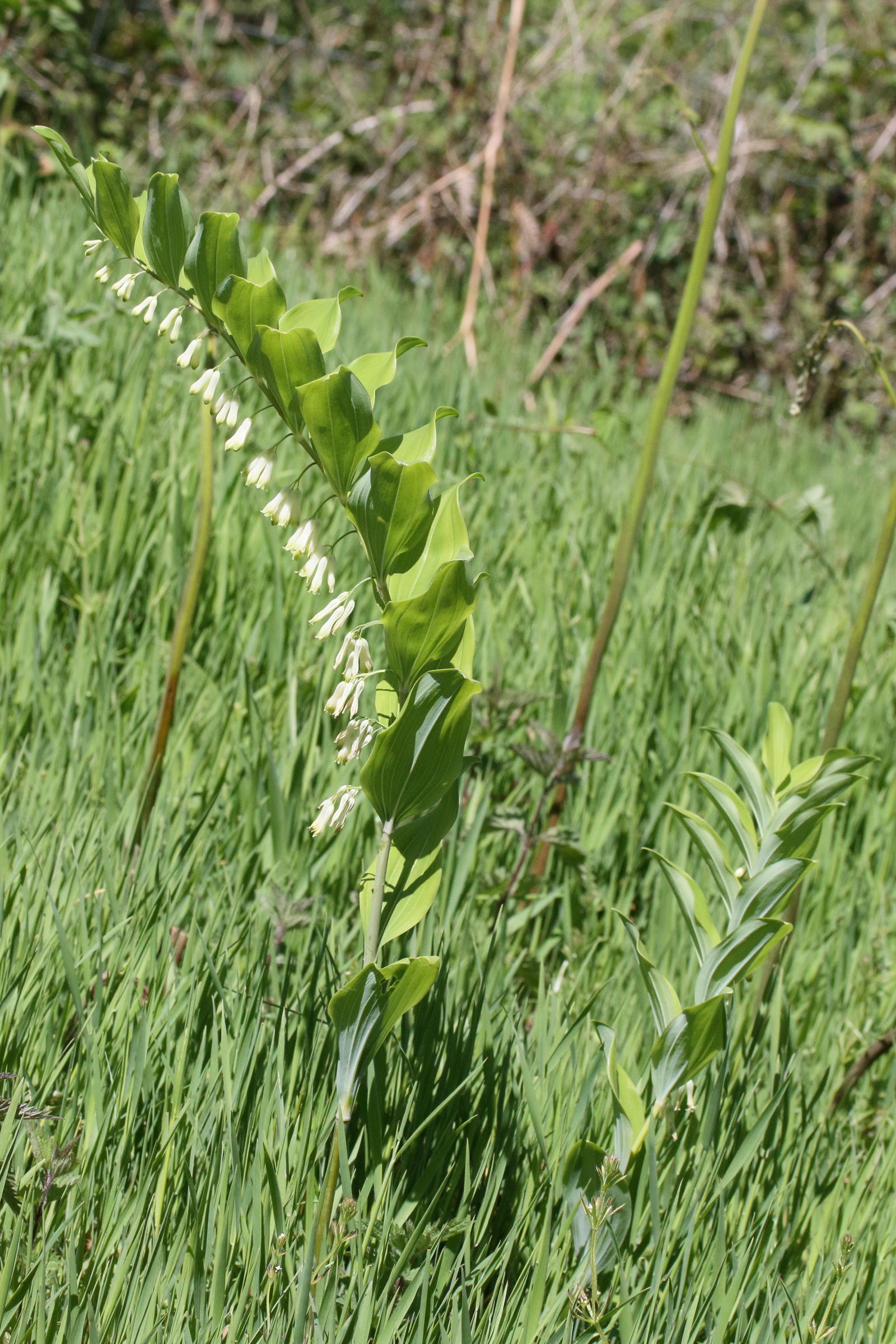 polygonatum_multiflorum6md