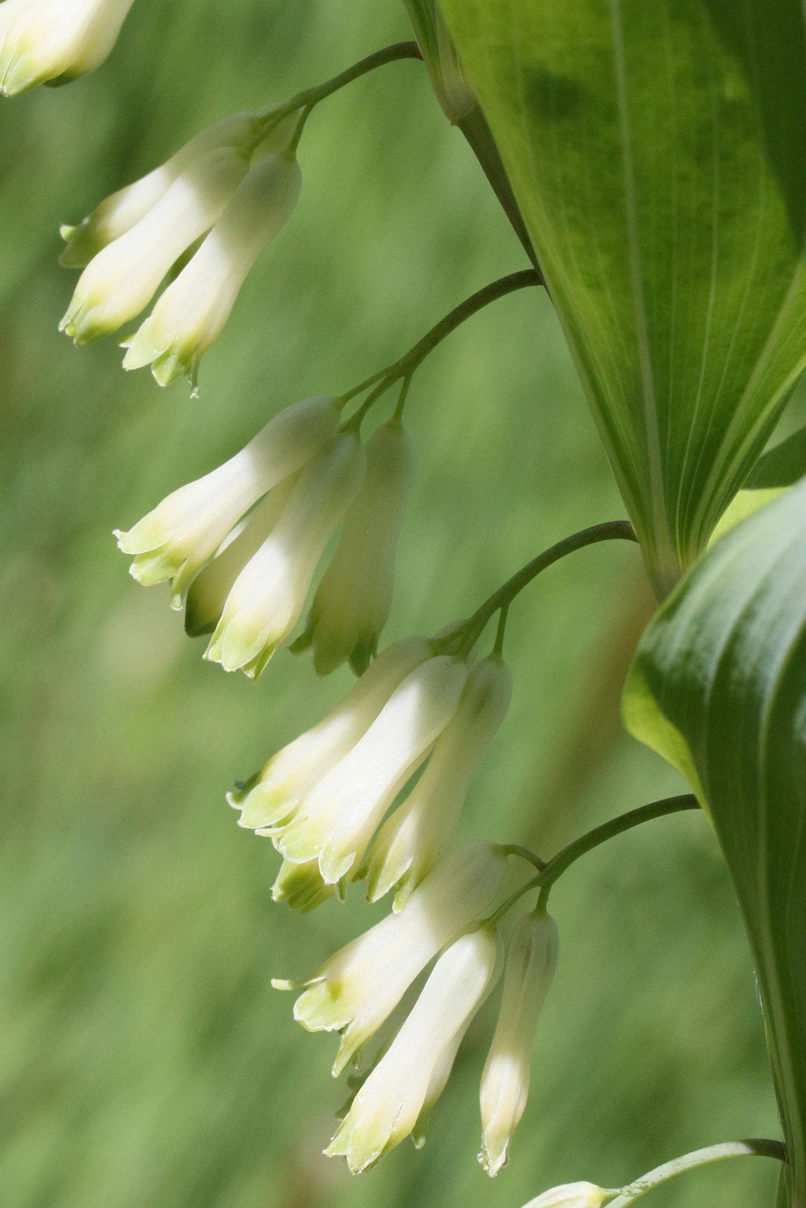 polygonatum_multiflorum7md