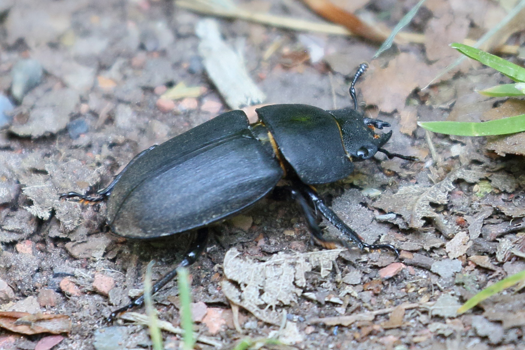 dorcus_parallelipipedus6bd