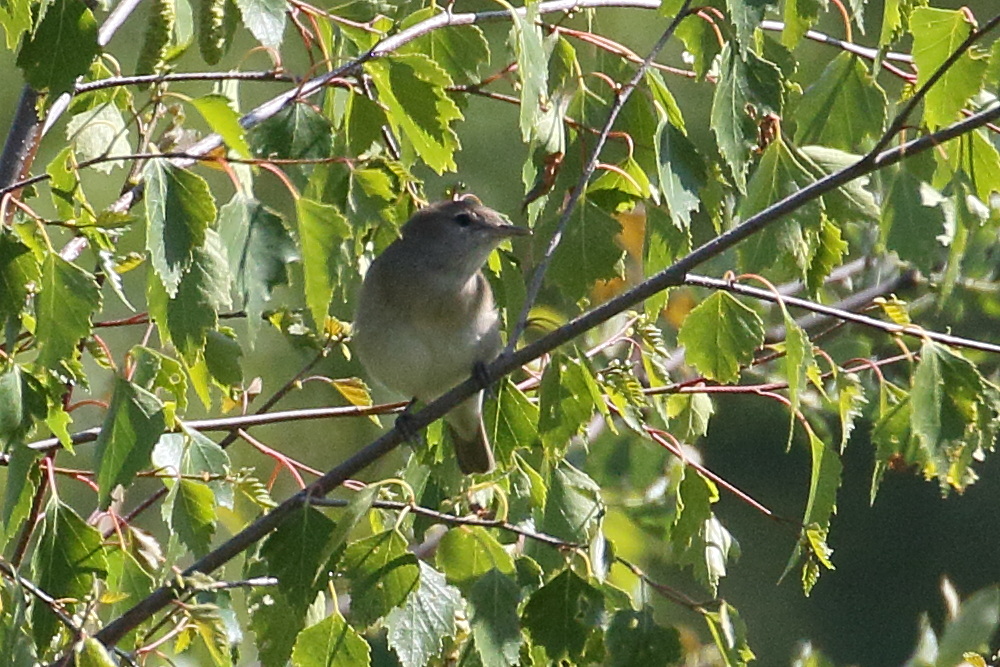 fauvette_des_jardins_-_sylvia_borin2bd