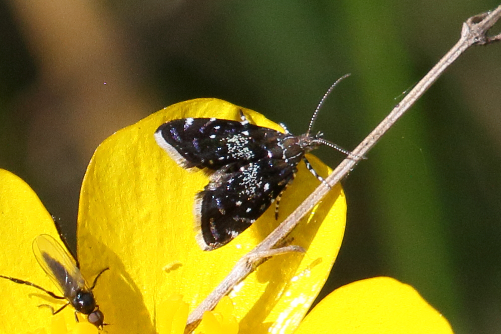 prochoreutis_myllerana1bd