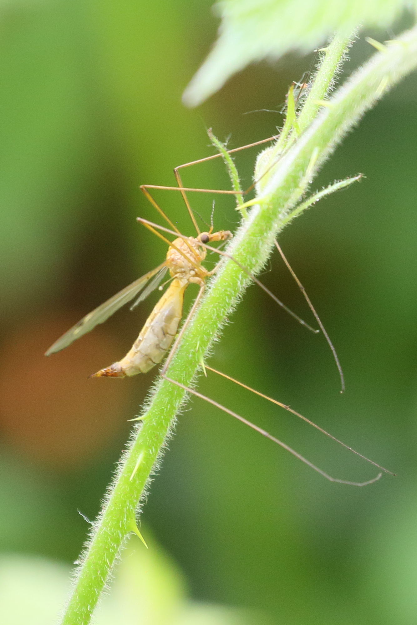 Afficher le média tipula_lunata1bd tipula_lunata1bd