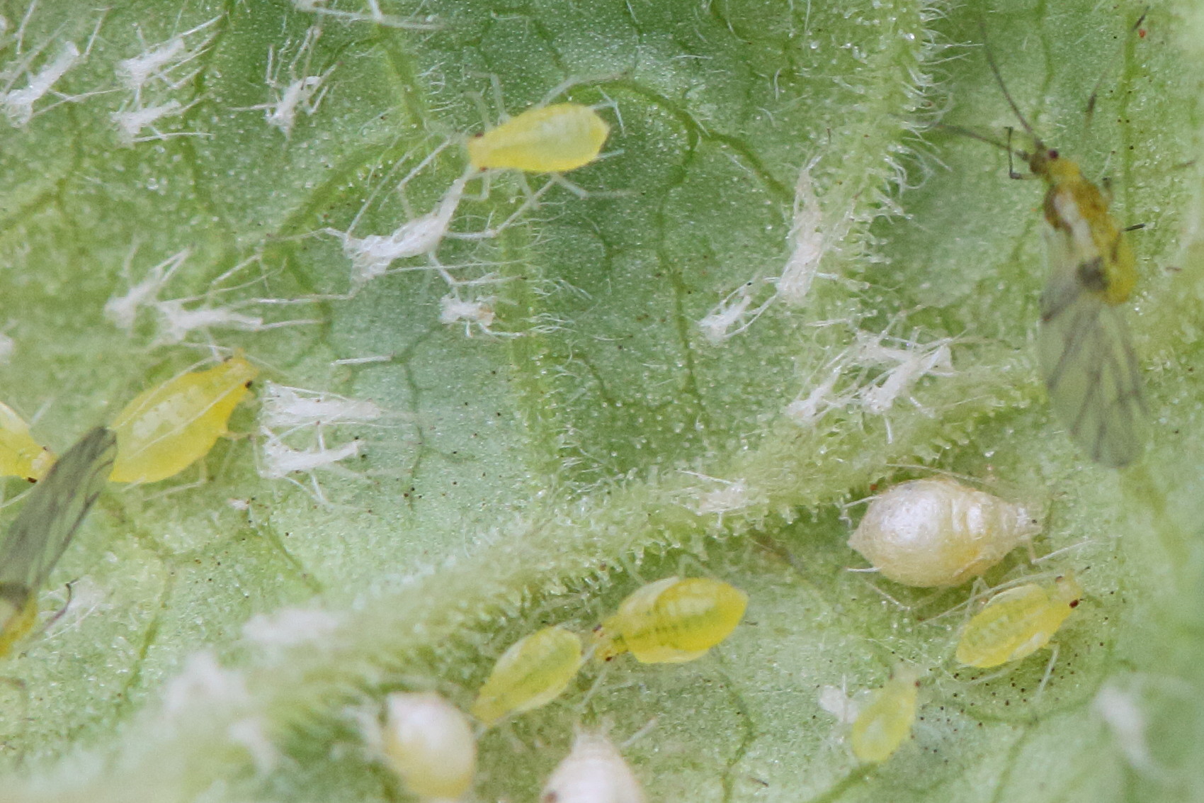 cryptomyzus_ribis1bd