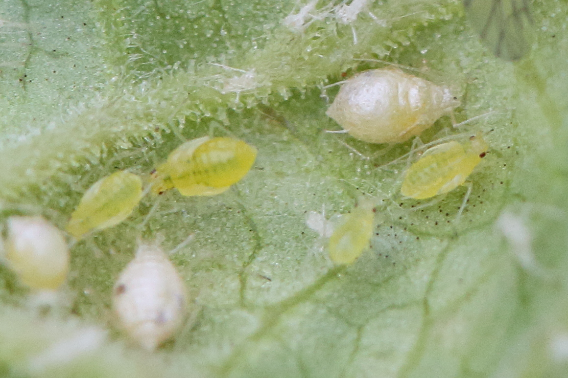 cryptomyzus_ribis2bd