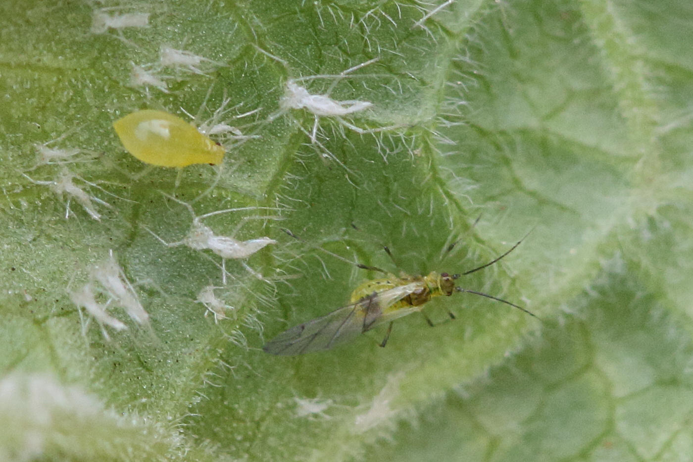 cryptomyzus_ribis3bd