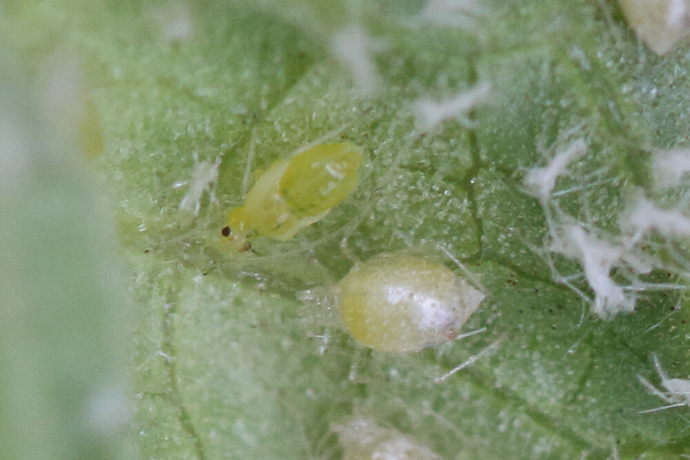 cryptomyzus_ribis4md