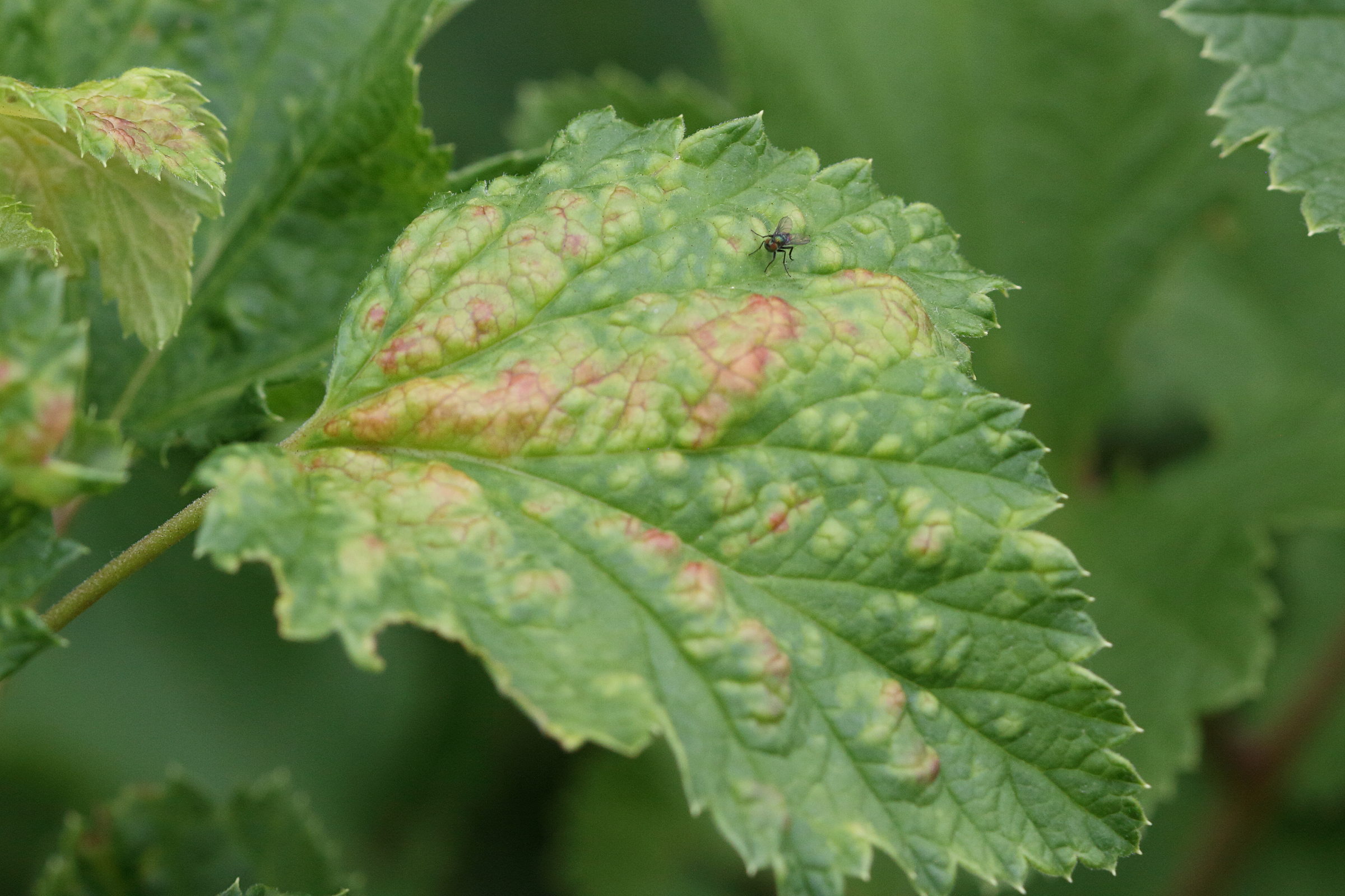 cryptomyzus_ribis5md