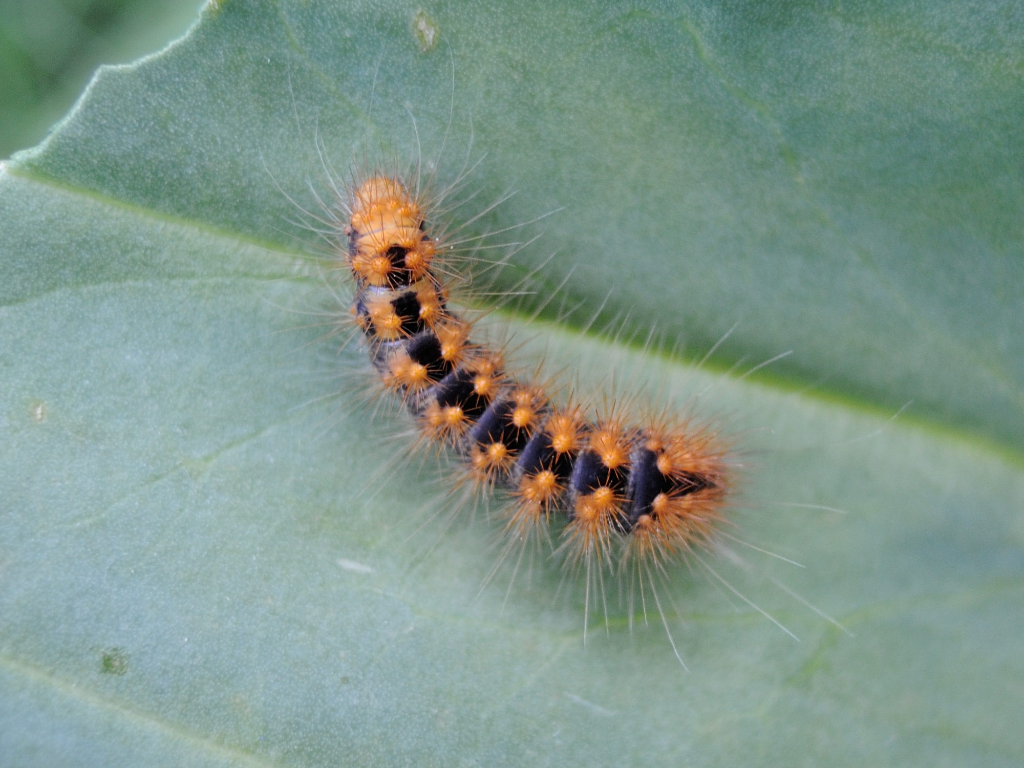 acronicta_auricoma_ch2md