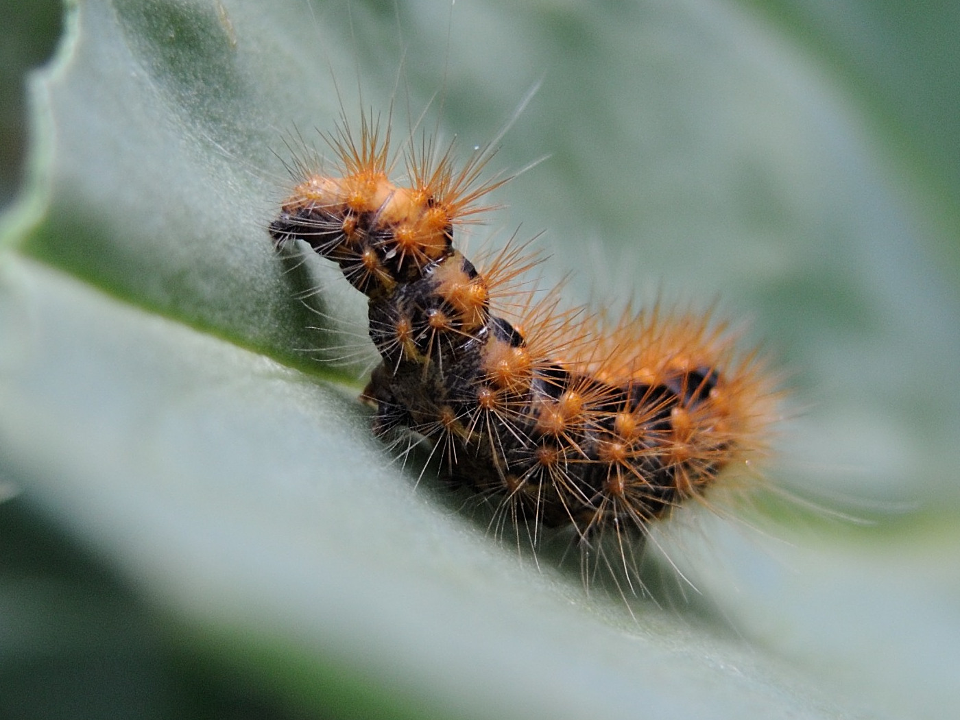 acronicta_auricoma_ch3md