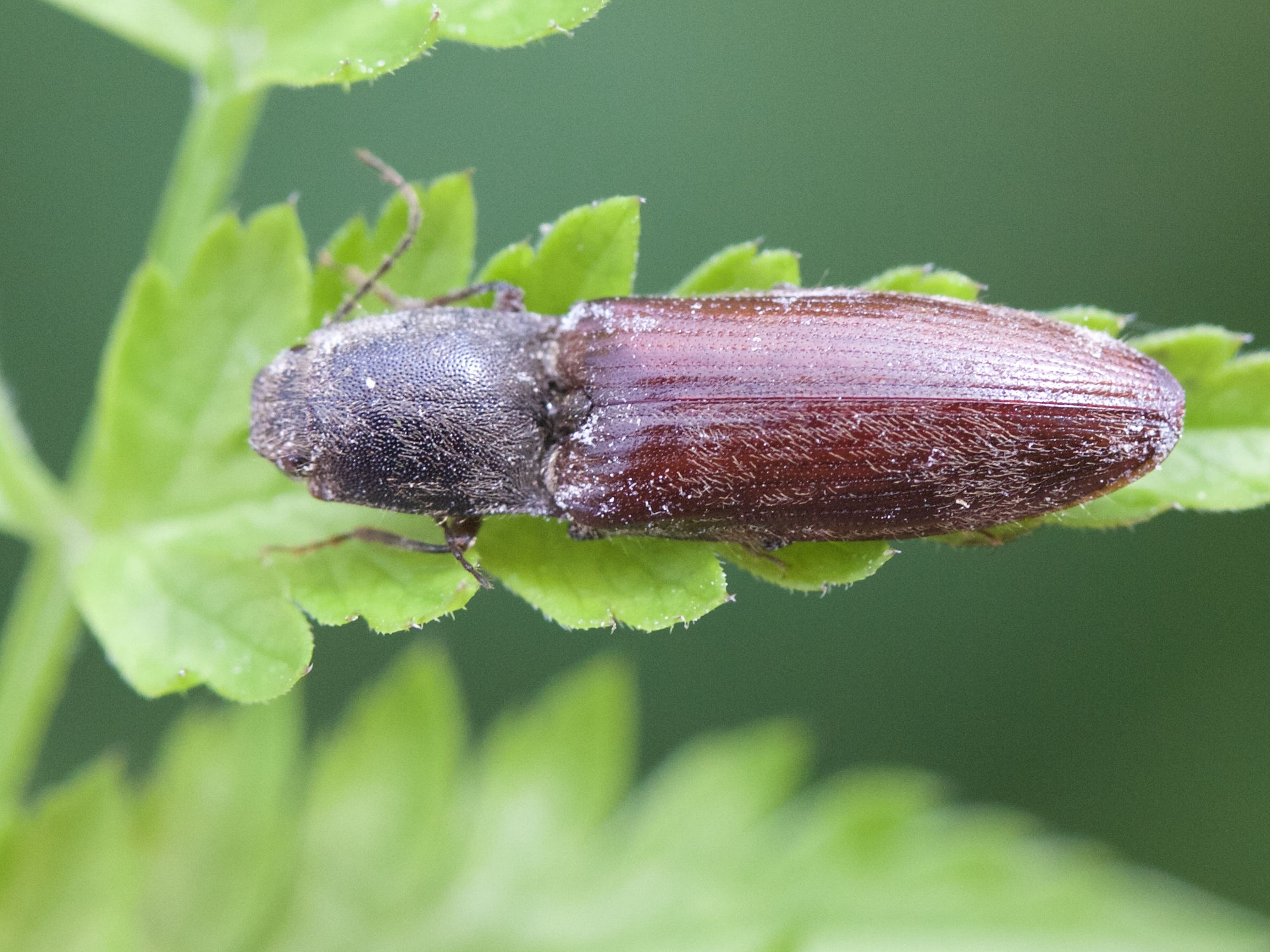 athous_haemorrhoidalis4md