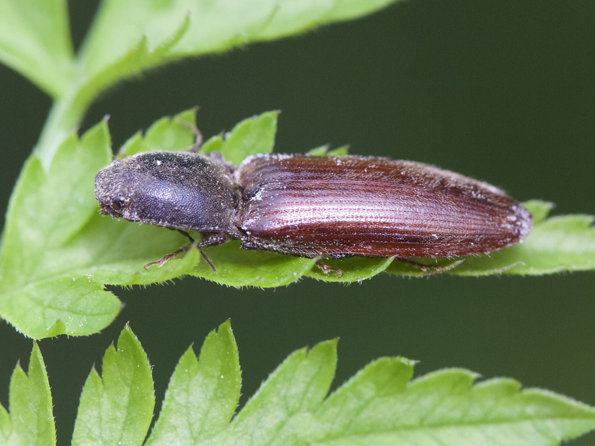 athous_haemorrhoidalis5md