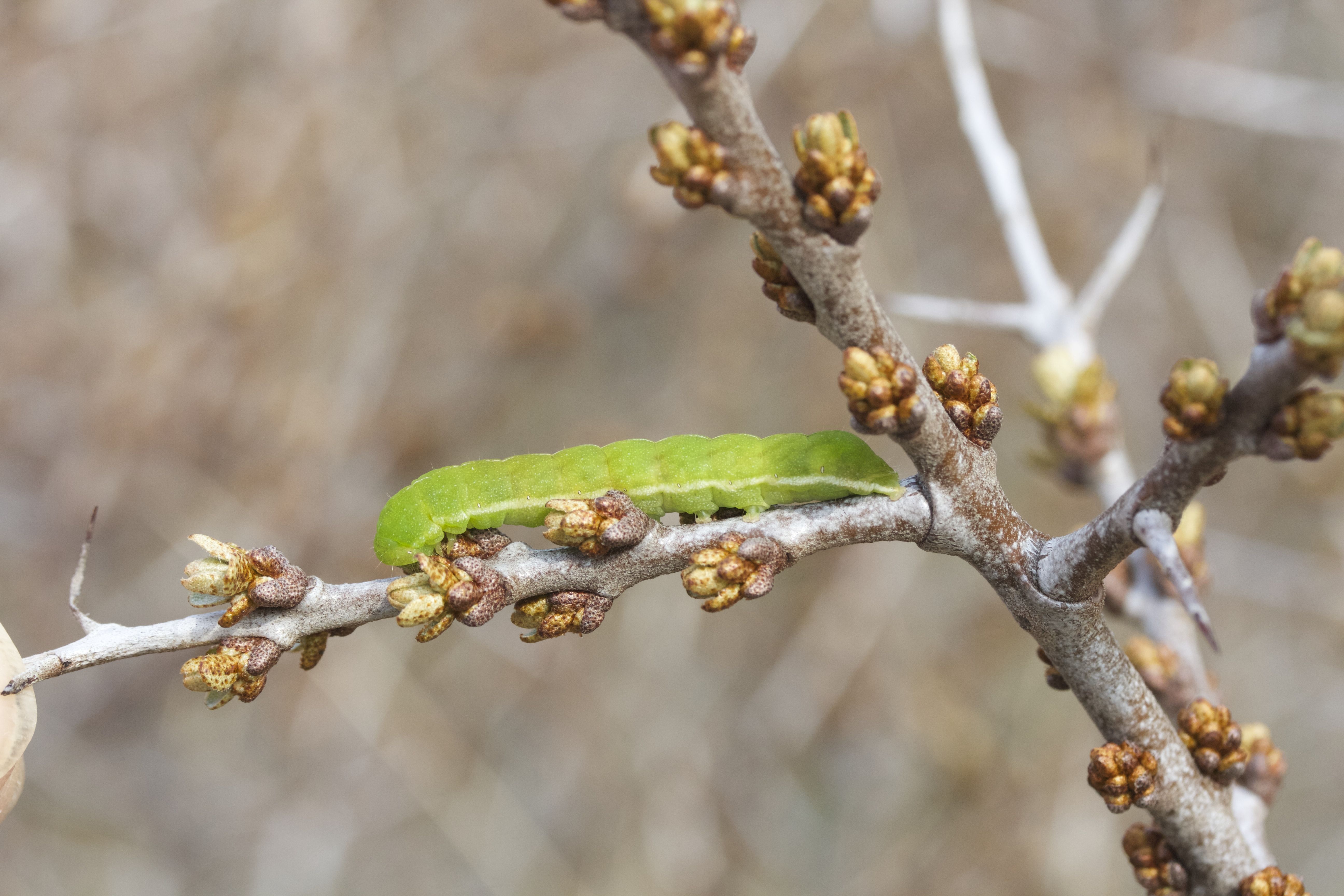 phlogophora_meticulosa_ch6md