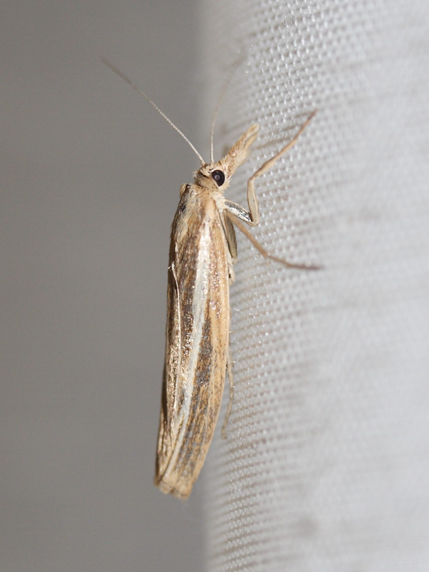 agriphila_tristella4md