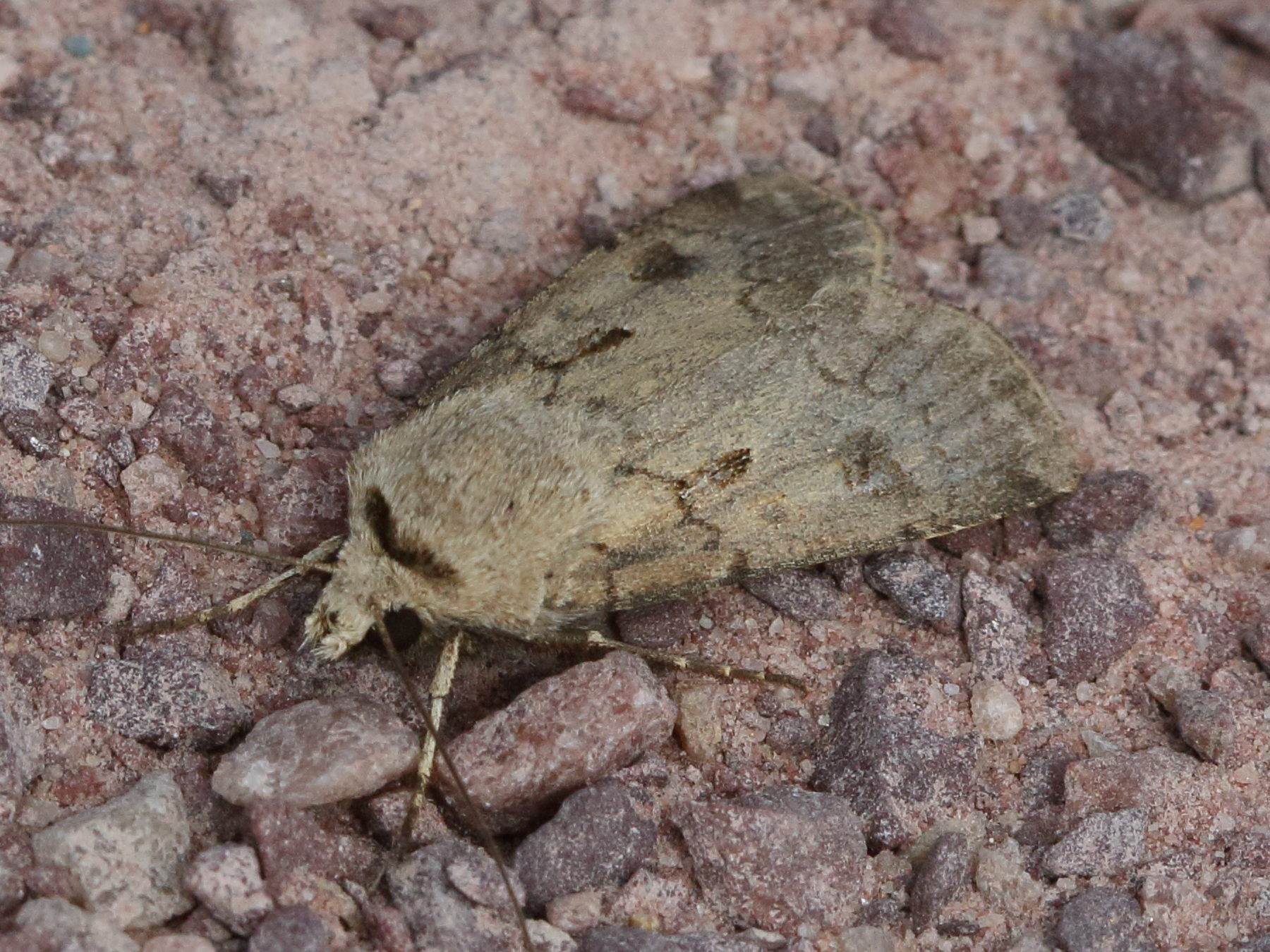 agrotis_exclamationis1bd