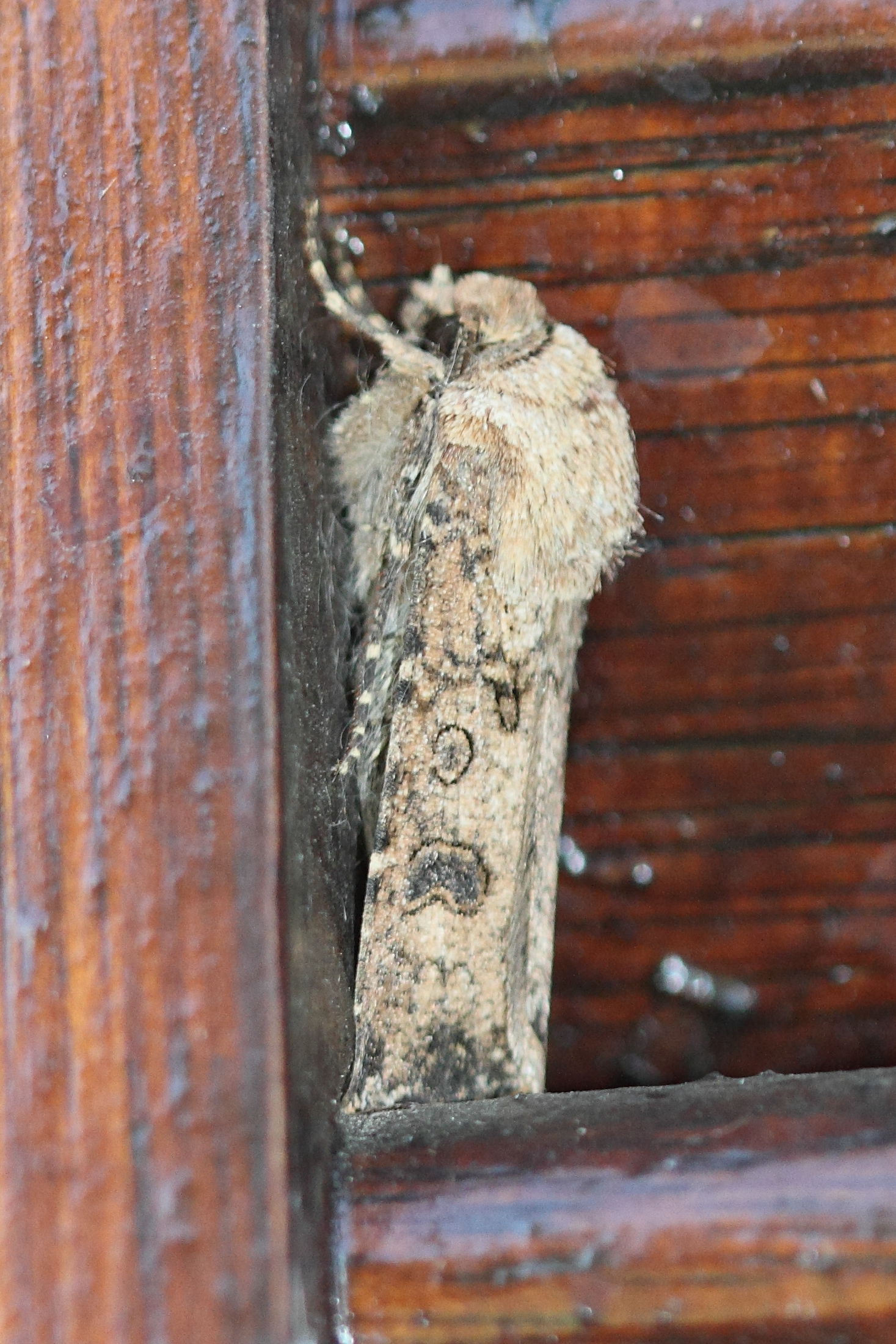 agrotis_segetum3bd