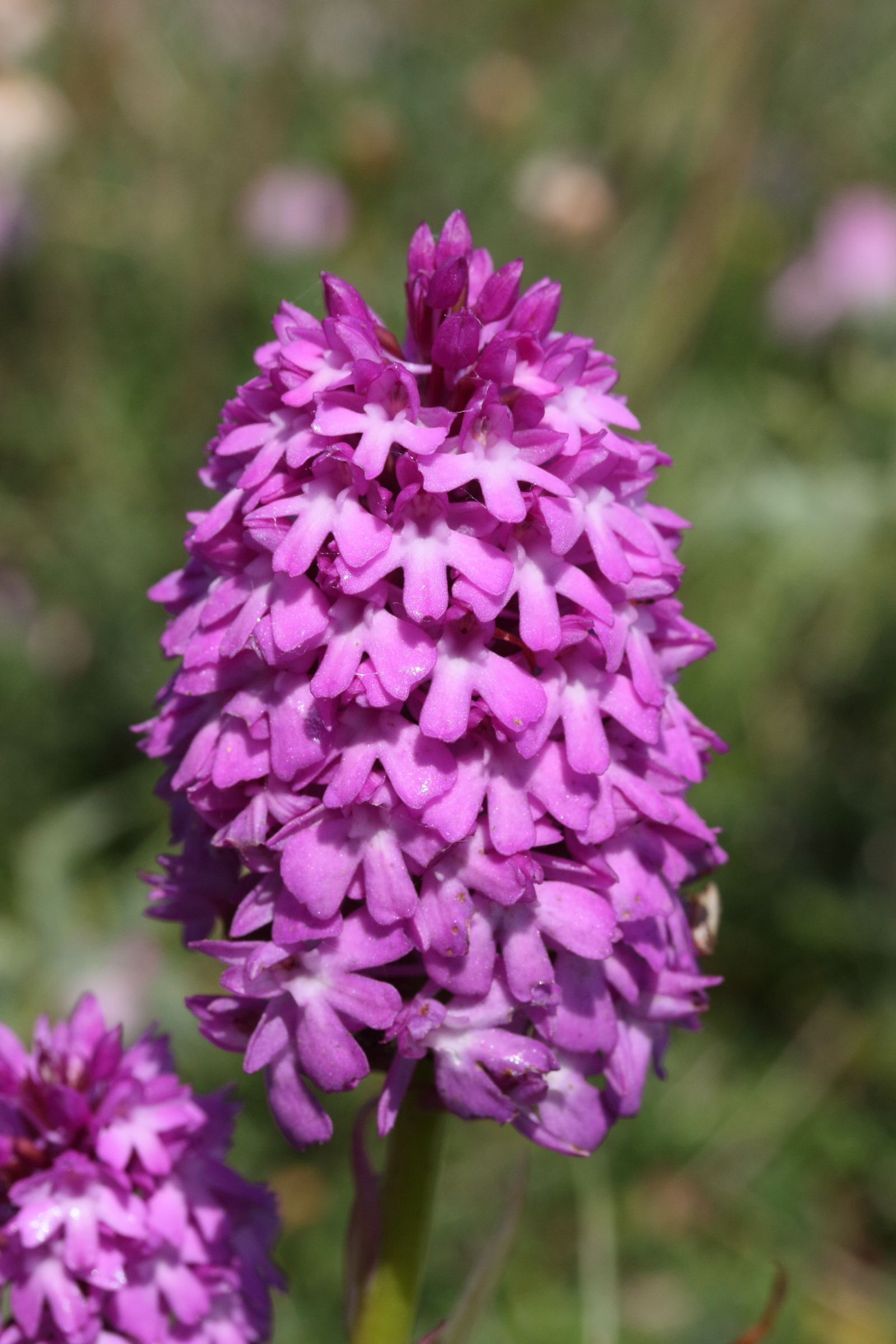 anacamptis_pyramidalis6md