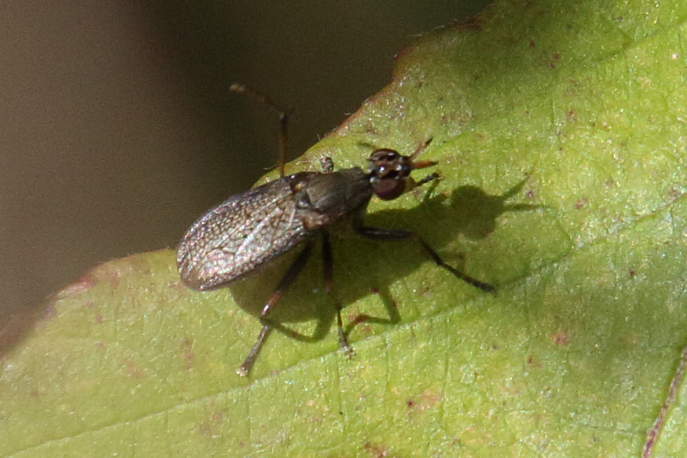 coremacera_marginata1bd