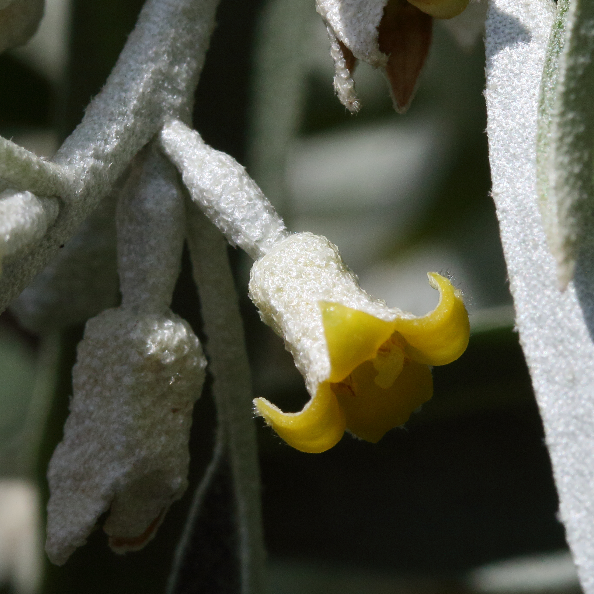 elaeagnus_angustifolia5md