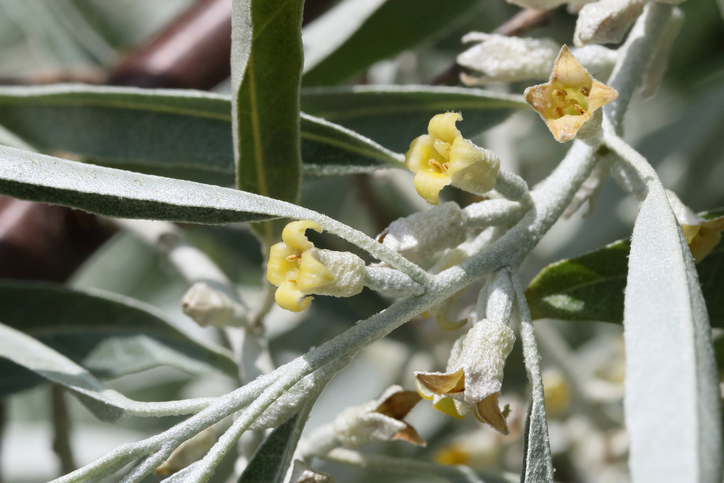 elaeagnus_angustifolia6md