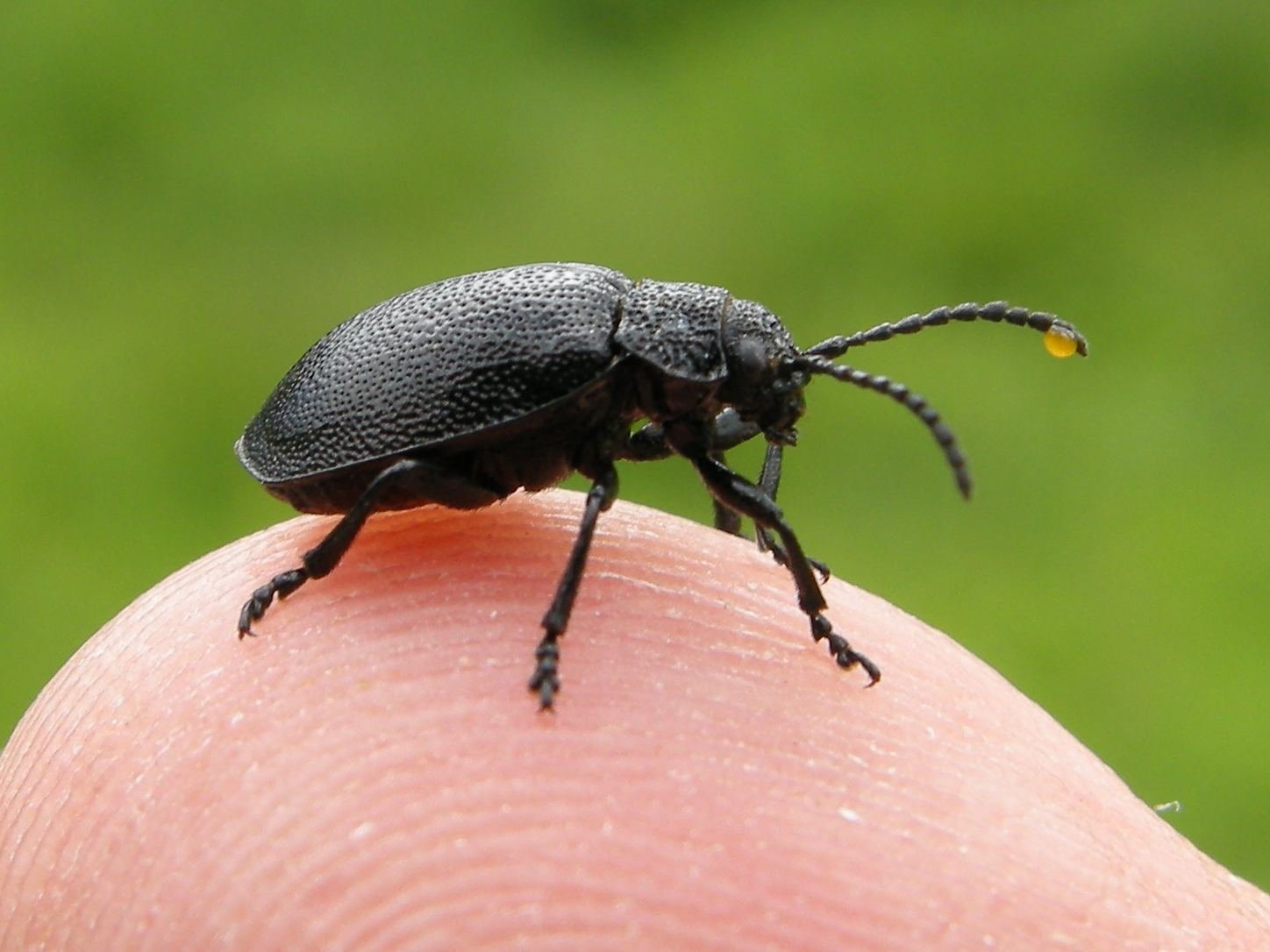 Afficher le média galeruca_tanaceti6md galeruca_tanaceti6md