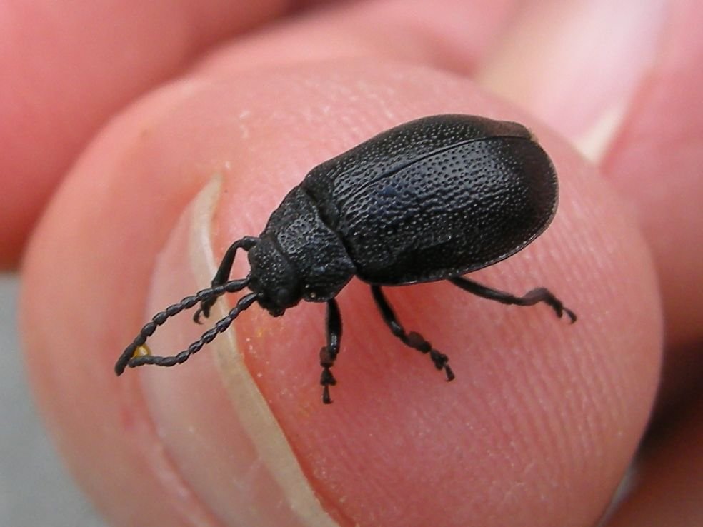 Afficher le média galeruca_tanaceti7md galeruca_tanaceti7md