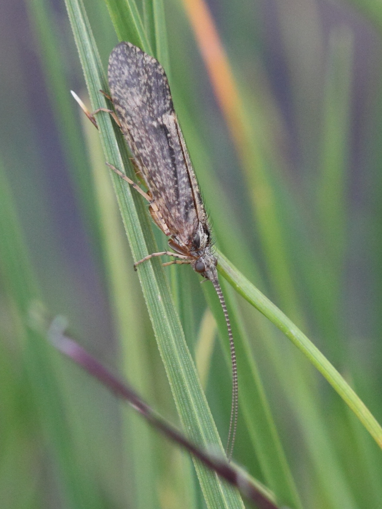 limnephilus_sparsus1bd