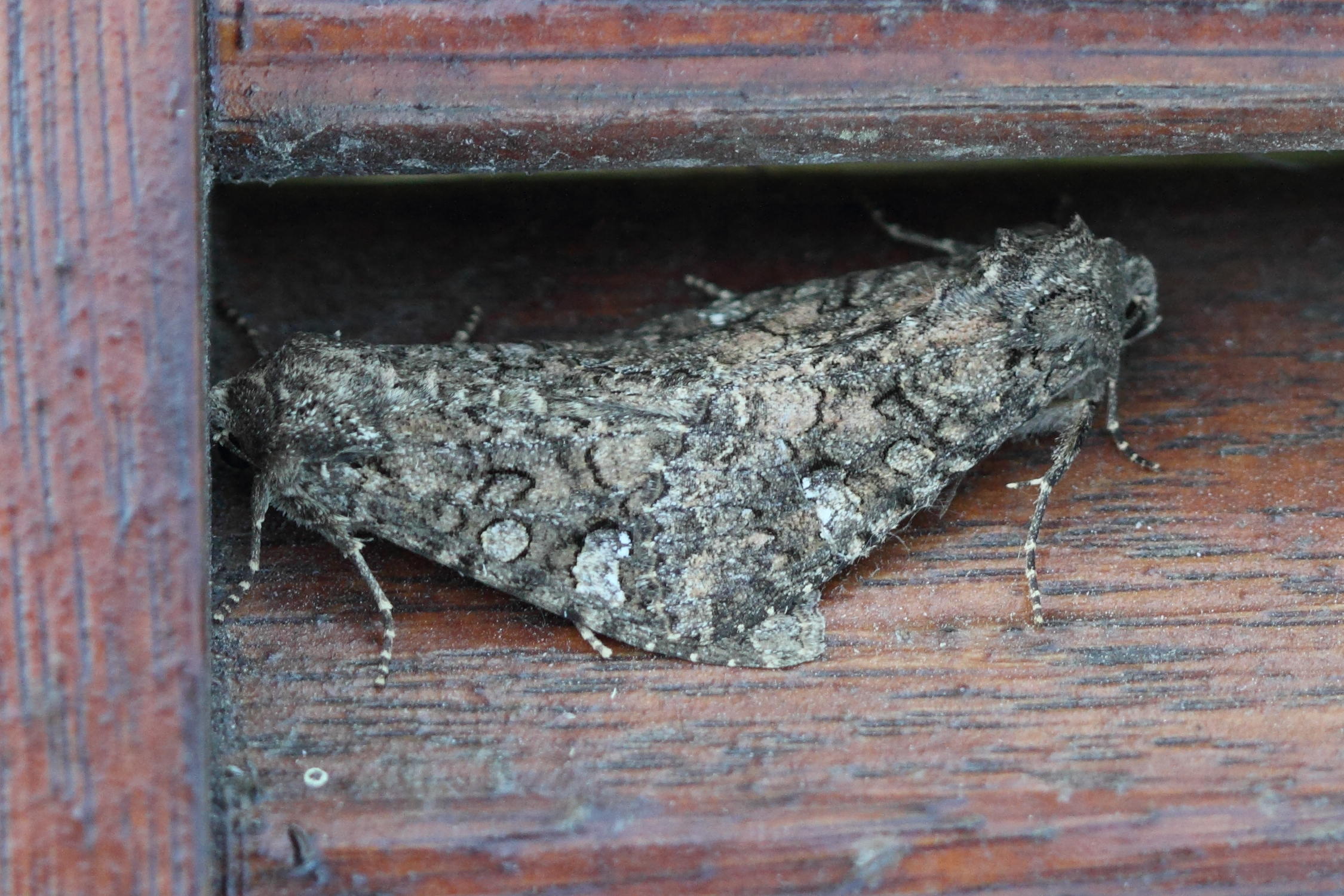 Afficher le média mamestra_brassicae3md mamestra_brassicae3md