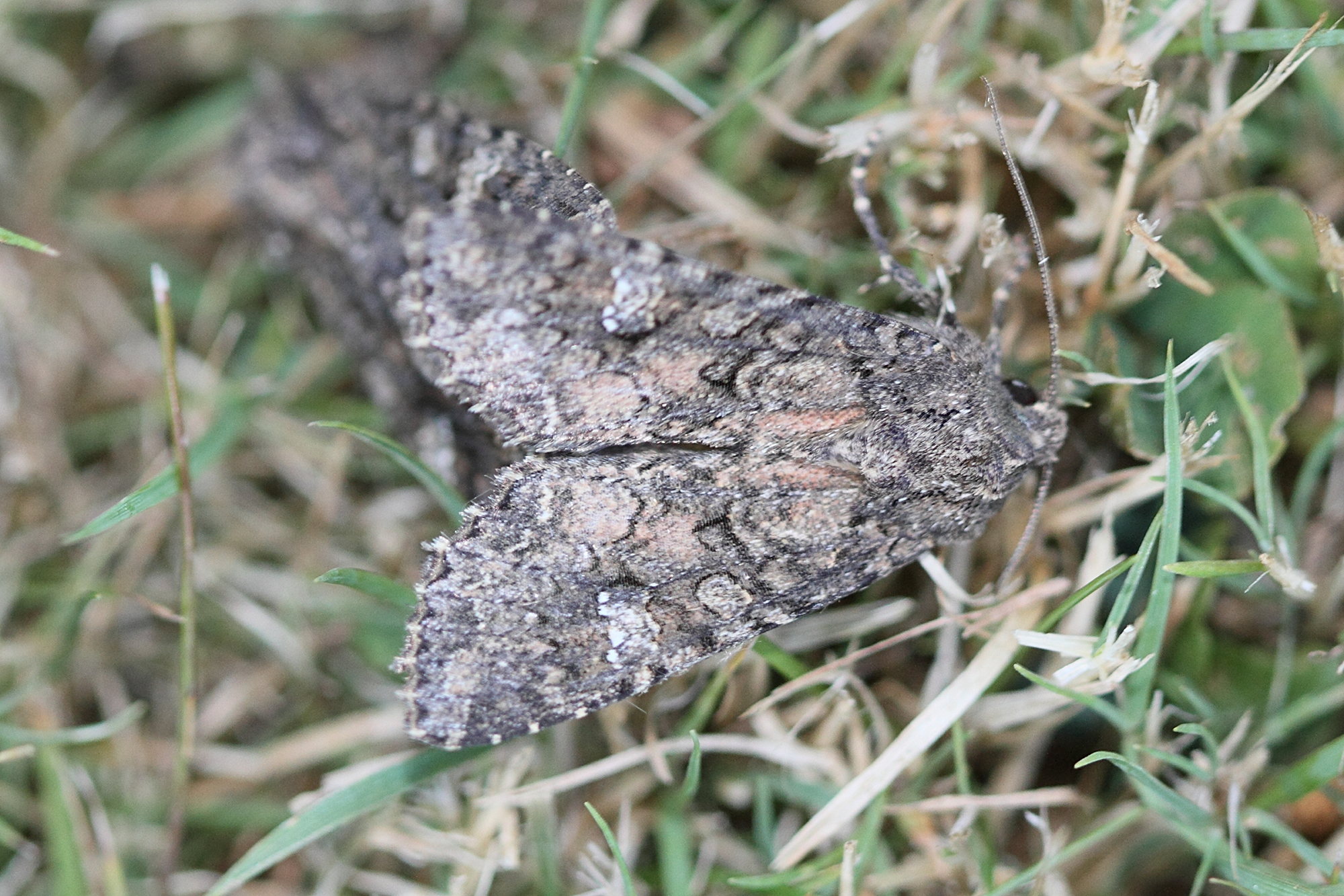 Afficher le média mamestra_brassicae4md mamestra_brassicae4md