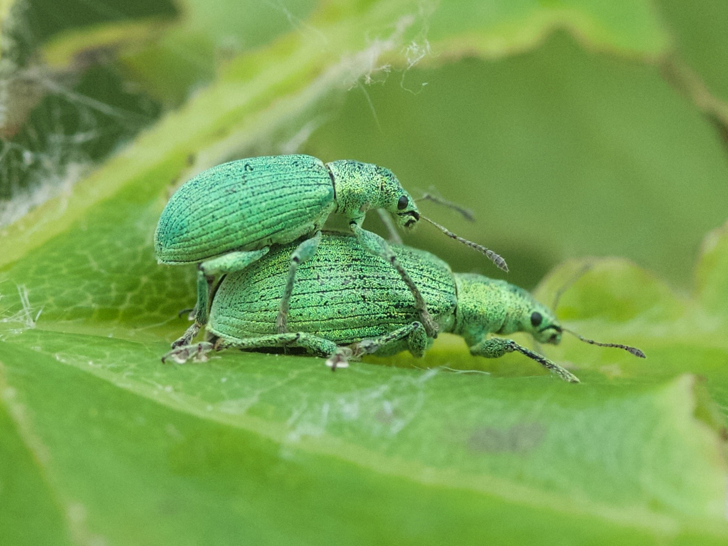 Afficher le média phyllobius_pomaceus7md phyllobius_pomaceus7md