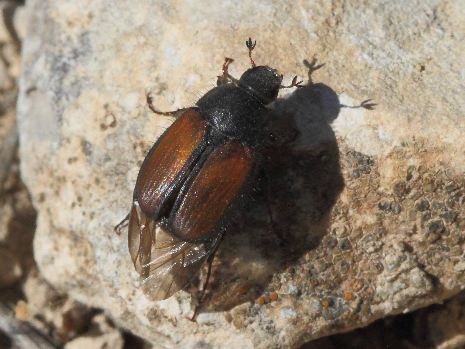 Afficher le média phyllopertha_horticola6bd phyllopertha_horticola6bd