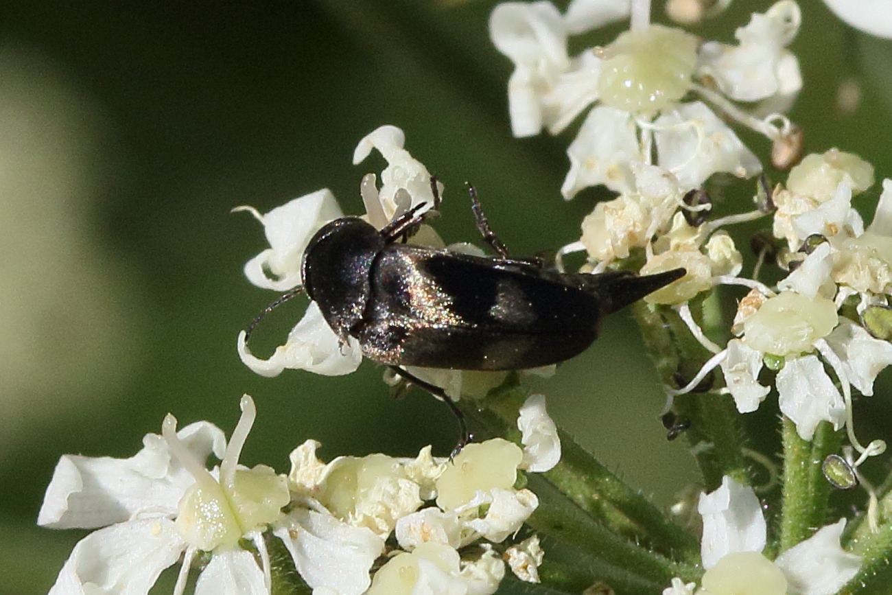 Afficher le média variimorda_villosa4md variimorda_villosa4md