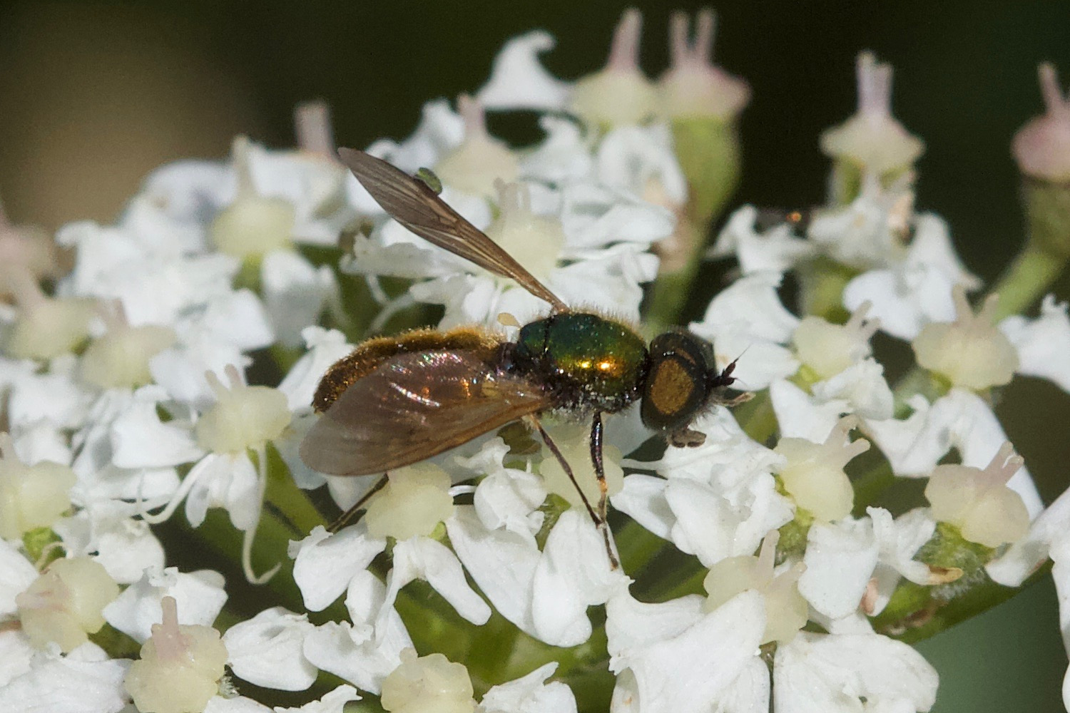 chloromyia_formosa1md