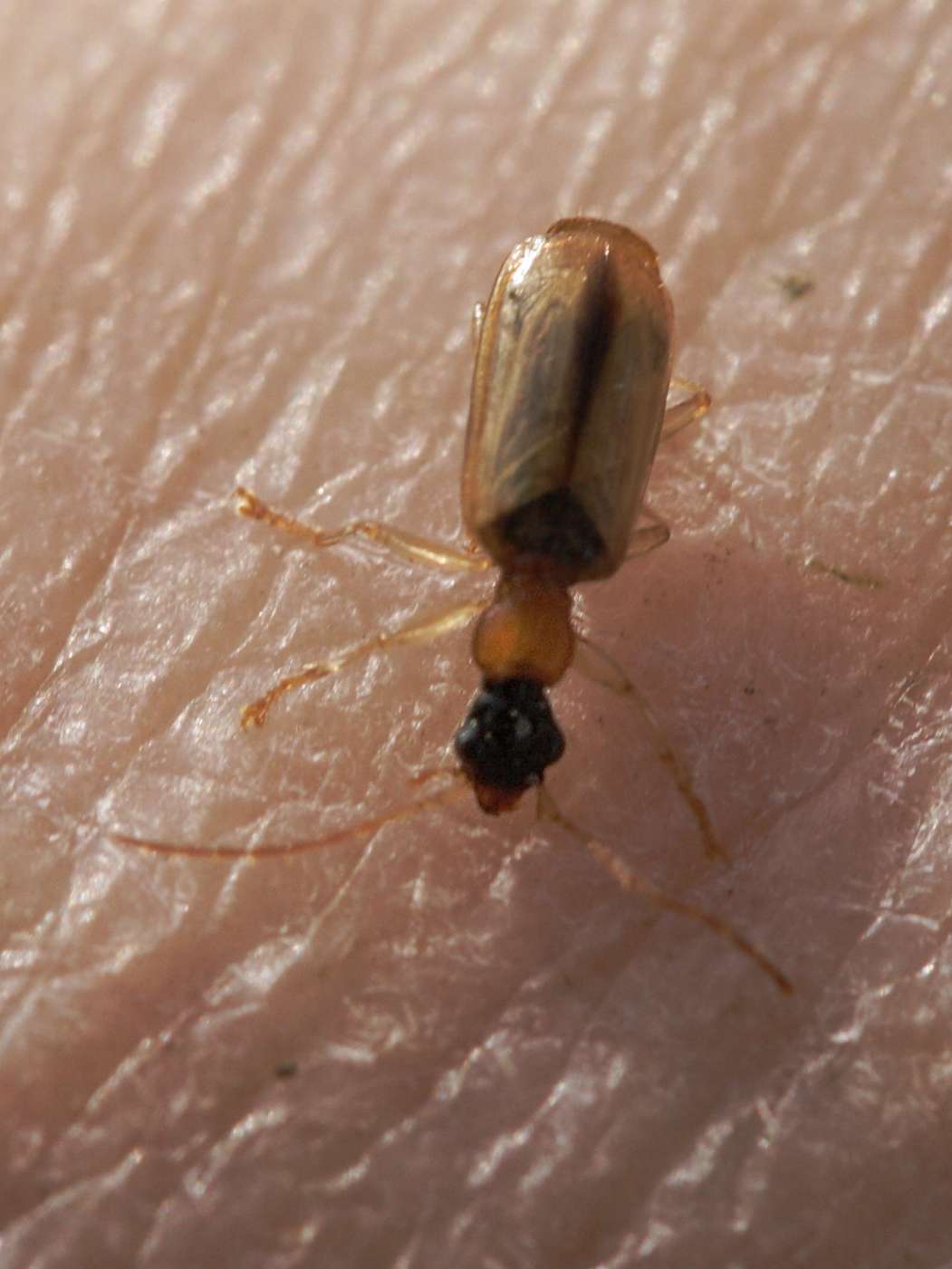 demetrias_atricapillus3bd