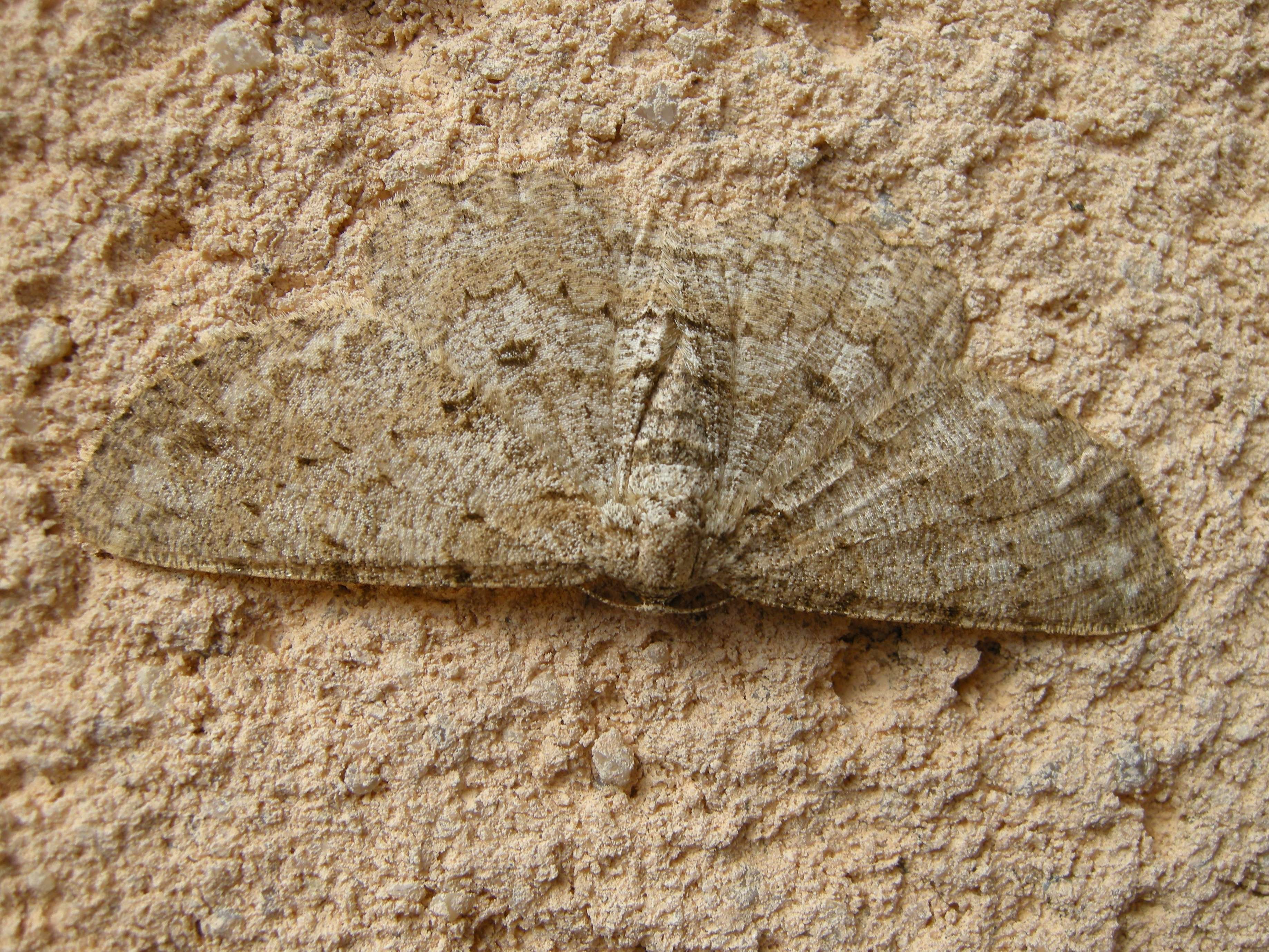 hypomecis_punctinalis1md