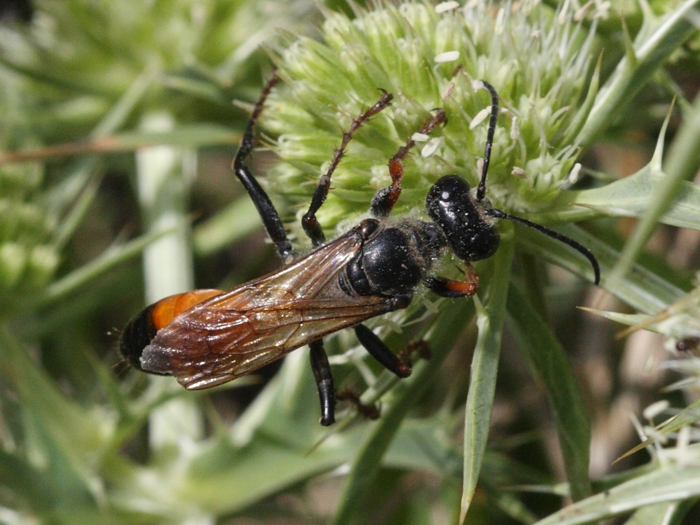 Afficher le média sphex_funerarius1bd sphex_funerarius1bd