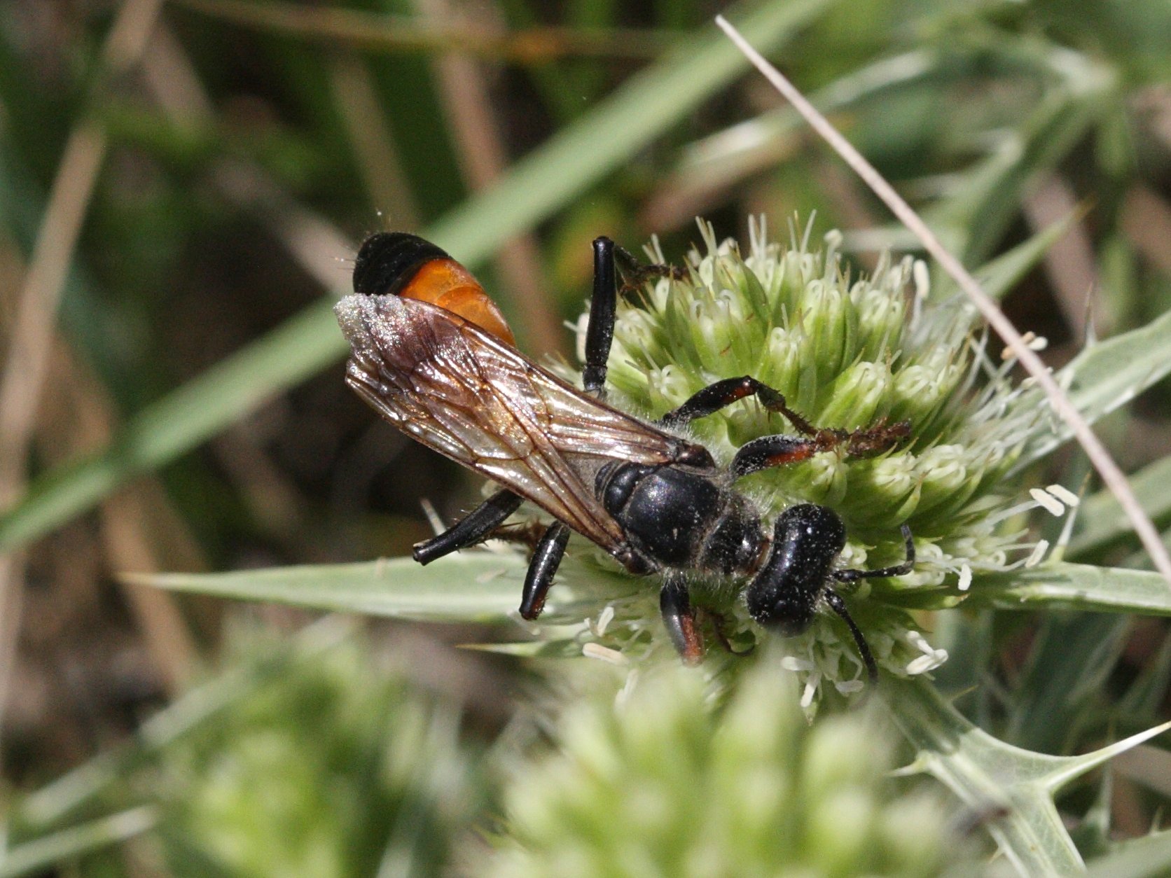 Afficher le média sphex_funerarius2bd sphex_funerarius2bd