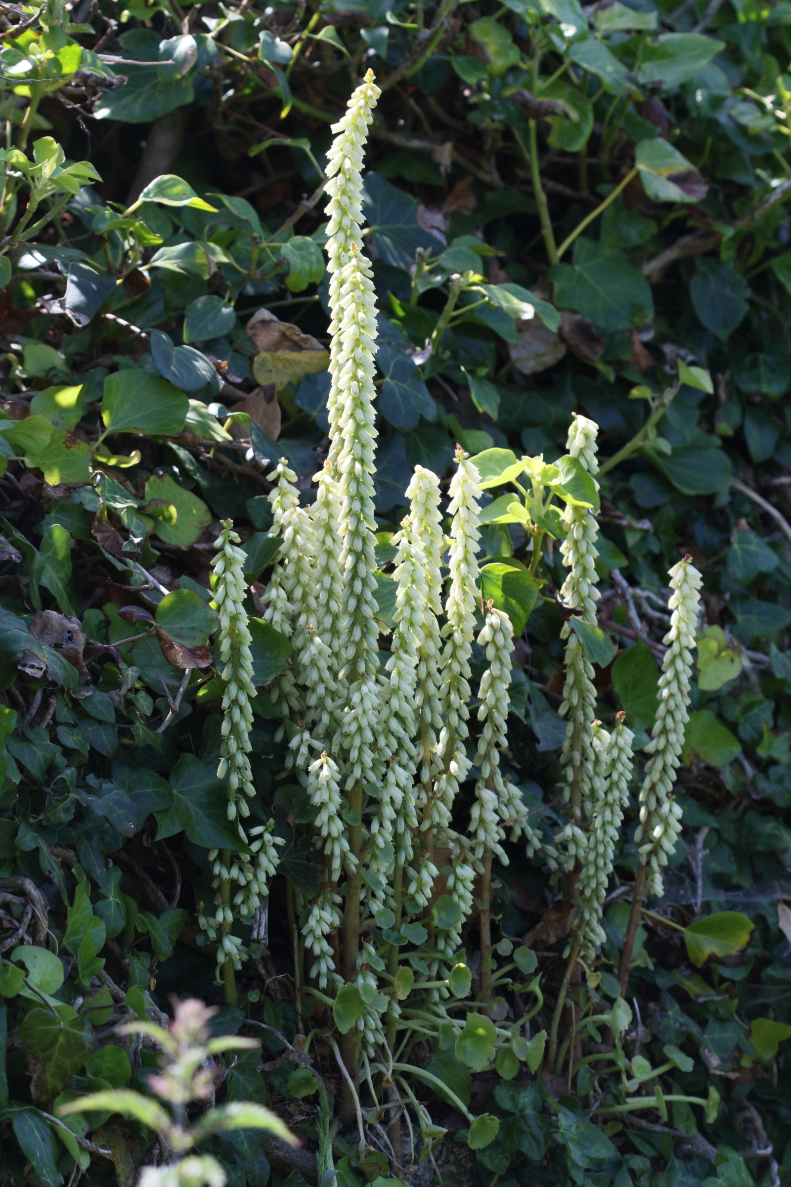 umbilicus_rupestris7bd