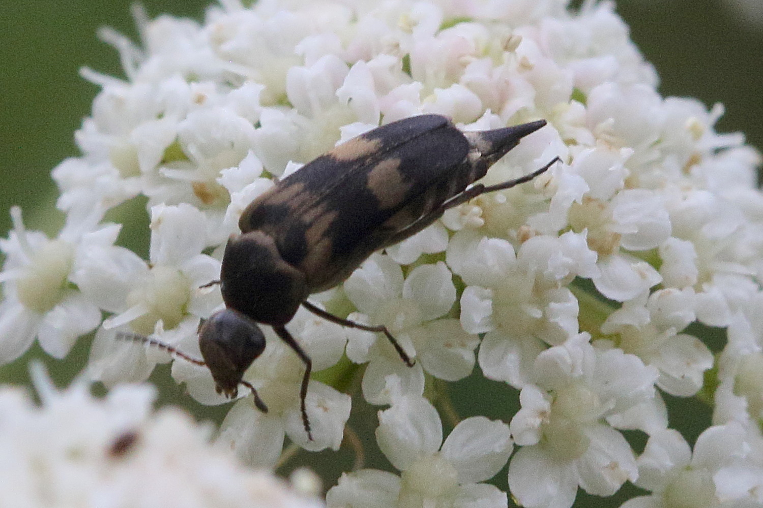 Afficher le média variimorda_villosa5bdbd variimorda_villosa5bdbd