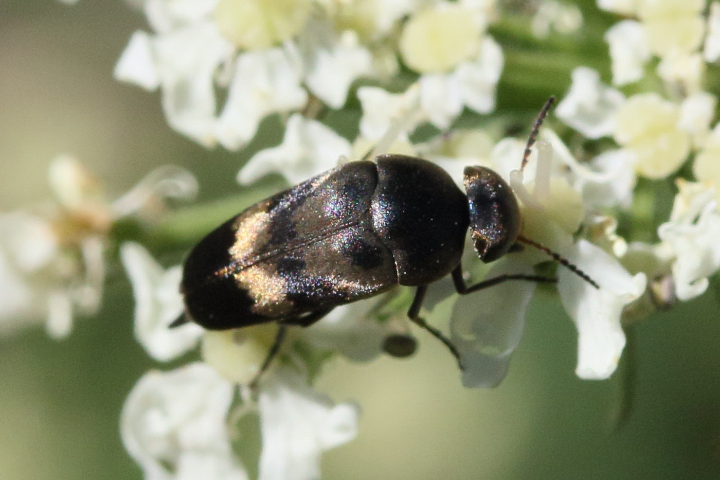 Afficher le média variimorda_villosa6md variimorda_villosa6md