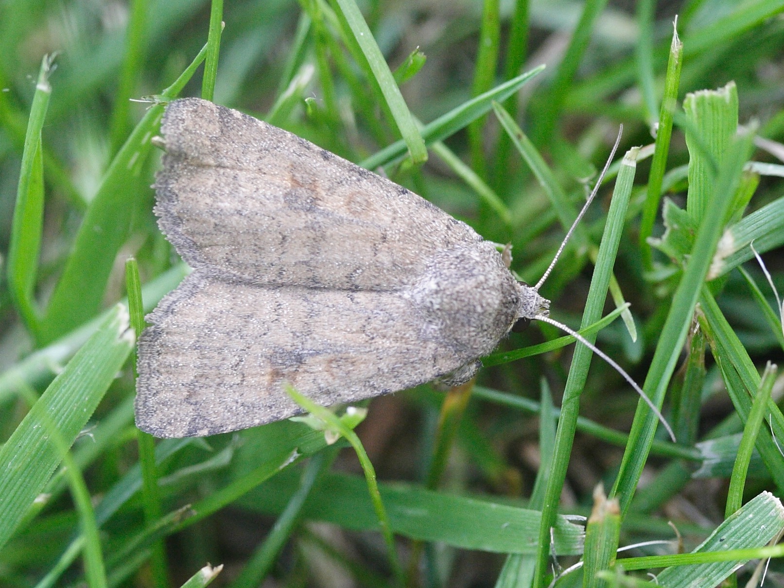 caradrina_morpheus1bd